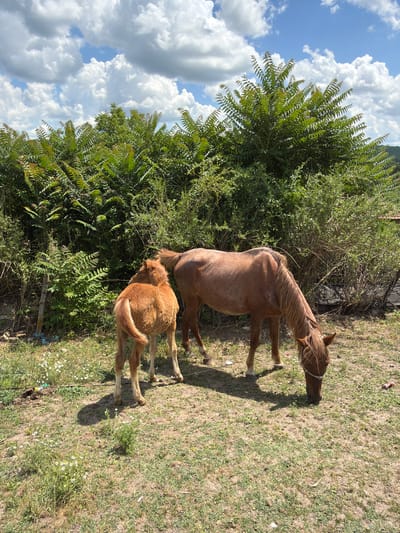 Two horses, an adult and a foal, graze in a sunlit, grassy field. The adult horse, a reddish-brown color, is in the foreground to the right, with its head down grazing. The foal, a lighter brown color, stands to the left of the adult, facing away from the camera with its tail raised. Behind the horses, lush green bushes and trees form a dense backdrop. In the upper part of the image, a bright blue sky is dotted with fluffy white clouds. The ground is dry and covered with sparse grass and small white wildflowers. A thin rope is visible around the adult horse's neck, and another is lying on the ground. A fence post is visible on the left side of the frame. The overall scene depicts a peaceful rural setting.