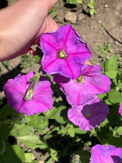 A close-up, eye-level shot focuses on several vibrant purple petunias in bloom. A hand is gently holding one of the flowers on the left, its skin pale and soft, contrasting with the textured petals. The flowers are the primary subjects, with their trumpet-shaped blooms and delicate, ruffled edges. Their centers are a lighter green, with dark stamens visible. The background consists of blurred green foliage and cracked, dry soil, suggesting an outdoor setting in a garden or natural area. The lighting indicates it is daytime, likely sunny, casting distinct shadows. The overall mood is serene and naturalistic. No text is visible in the image.