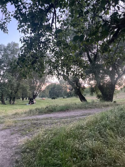 The image depicts a rural landscape in Coșnița, Moldova, under a pale sky. In the foreground, a dirt path winds through tall, green grass. Beyond the path, a grassy field is dotted with trees. To the left, a white vehicle with its trunk open is parked, and a person is lying on a light blue blanket beside it. In the background, two cows are grazing in the field. The overall scene suggests a peaceful, outdoor setting, possibly for a picnic or camping.