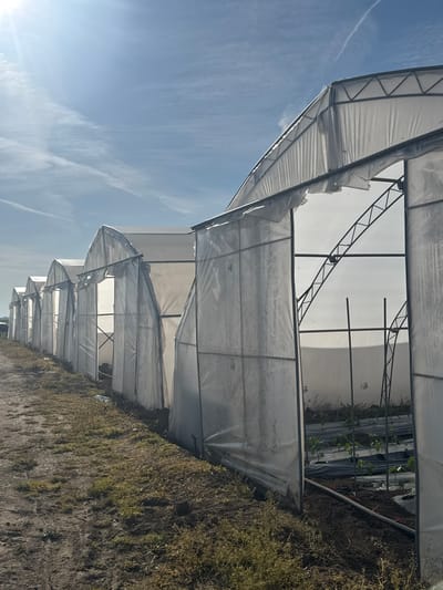 A low-angle, outdoor shot depicts a series of agricultural greenhouses in Mechkarevo, Bulgaria. The greenhouses, constructed with translucent plastic sheeting stretched over metal frames, are arranged in a row along a plot of overgrown land. The sky is visible above the greenhouses, revealing scattered cirrus clouds. The angle and composition emphasize the length and repetition of the greenhouse structures.