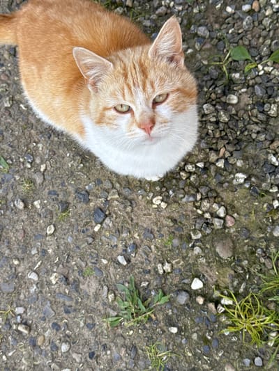 An orange and white cat is sitting on a gravel path. The cat is looking up at the camera with green eyes. The cat is in focus and the background is blurred. The image is taken from a high angle. The environment is outdoors with gravel and some green vegetation. There are no people or other animals visible in the image. The location is not specified but the user mentioned Kolding, Denmark.