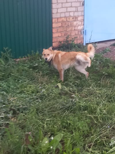 A light brown dog with pointed ears and a dark collar is standing in a grassy area. Behind the dog, there is a dark green metal fence on the left and a brick wall with a light blue door or gate on the right. The ground is covered with green grass and some weeds. The lighting suggests it is daytime. The scene appears to be an outdoor area, possibly a yard or an alleyway, within the city of Sterlibashevo, Russia.