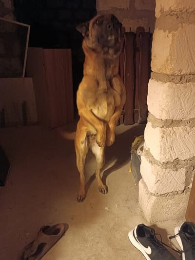 A medium shot, outdoor photograph shows a dog standing on its hind legs in an alleyway at night. The dog, a brindle-colored Belgian Malinois, is facing forward, with its front paws clasped together at chest height. Its mouth is open, and its teeth are visible. The dog's tail is blurred, indicating movement. To the left of the dog, there is a wooden structure and a piece of what appears to be a window frame with wire mesh. In the background, a dark, wooden fence or gate is visible. To the right of the dog, a rough, concrete wall or pillar is prominent, made of large, stacked blocks. On the ground in the foreground, there is a pair of brown sandals to the left, and a pair of black and white sneakers to the right. The ground is concrete. The lighting suggests artificial illumination. This scene is located in an outdoor, possibly rural or semi-urban setting in Copăceni, Moldova, likely in a backyard or service area.