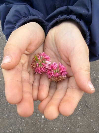 The image shows a pair of young hands gently holding two small pink clover flowers. The hands are cupped, displaying the delicate flowers nestled within. One flower is slightly more intact than the other, with some brown, dried petals visible. The fingers are soft and light-skinned, suggesting a child or young person. They are wearing a dark blue jacket with gathered elastic at the cuff. The background is a rough, gray surface, possibly gravel or dirt, suggesting an outdoor setting. The lighting appears to be natural daylight, with no strong shadows, indicating it could be daytime, possibly overcast or in diffused light. The overall mood of the image is one of tenderness, curiosity, and connection with nature, showcasing a simple moment of discovery and appreciation for the small details of the natural world. The location is noted as Chornaya, Russia. There is no visible text in the image.