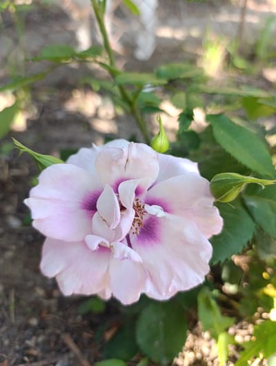 A close-up shot of a pale pink rose with a darker pink center is presented against a blurred background of green foliage and soil. Two green rosebuds are visible to the left and right of the main flower. The image appears to be taken outdoors, possibly in a garden setting in Nikolichevtsi, Bulgaria. The lighting suggests it is daytime. No people are visible in the scene.
