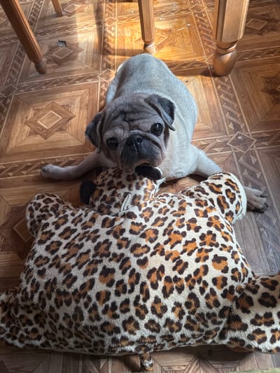 The image shows a pug dog lying on a wooden floor next to a large, leopard-print stuffed animal. The pug is light brown with dark wrinkles around its face and dark eyes. It is looking directly at the camera. The stuffed animal is predominantly beige and brown with a leopard print pattern. The floor is made of wooden planks with an intricate geometric pattern. The scene appears to be indoors, possibly in a residential setting. No specific location in Fastovetskaya, Russia, can be determined from the image.
