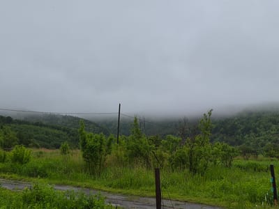 The image depicts a rural landscape on a foggy, overcast day, likely on the outskirts of Uglegorsk, Russia. In the foreground, a wet, unpaved road curves to the left. Dense, tall green grass and various bushes, including bamboo-like stalks and bare-branched trees, populate the midground. Two wooden poles with a wire strung between them are visible, indicating the presence of utility infrastructure. In the background, rolling hills covered in lush green trees are shrouded in thick fog, obscuring the horizon and creating a sense of depth and atmosphere. A tiny dark speck, possibly a bird or insect, is visible in the upper left portion of the sky. The overall impression is one of a damp, somewhat isolated, and verdant natural setting.