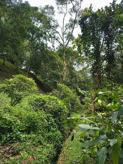 Lush greenery dominates the scene. A dense forest canopy intertwines overhead, filtering sunlight. The ground is covered in thick undergrowth, including various shrubs, plants, and some visible red flowers in the foreground. The overall impression is that of a vibrant and thriving natural environment.