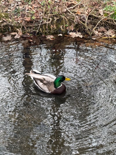 The image depicts a male mallard duck (Anas platyrhynchos) swimming in a stream or shallow river. The duck is positioned in the center of the frame, with its head turned back towards its body. The water is clear with a textured surface of ripples and currents. The left edge of the frame shows the bank of the waterway, covered in vegetation, including dead leaves, twigs, and some green plants. Based on the landscape, it's likely a natural setting within Powell, Ohio, United States. The time of year appears to be late fall or early spring based on the vegetation.