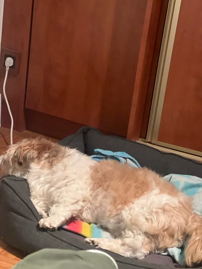 A small, white and tan dog rests on a dark gray dog bed. The bed also has a tie-dye patterned blanket and a rainbow-colored blanket on it. The dog is positioned near a wooden cabinet. An electrical outlet is visible on the wall, with a white cord extending from it. A partial view of a person wearing an olive-green garment is on the right side of the image.