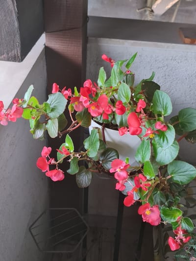An overhead shot showcases a potted begonia plant with vibrant red and pink flowers and lush green leaves. The plant is situated on a tiered stand with a hexagonal base, casting a shadow on the dark, reflective surface below. In the background, a gray concrete wall and wooden beams suggest an outdoor or semi-outdoor setting, possibly a balcony or patio. The image is captured in Prolesha, Bulgaria, with the soft lighting indicating it was taken during the daytime. No people or animals are visible in the frame.