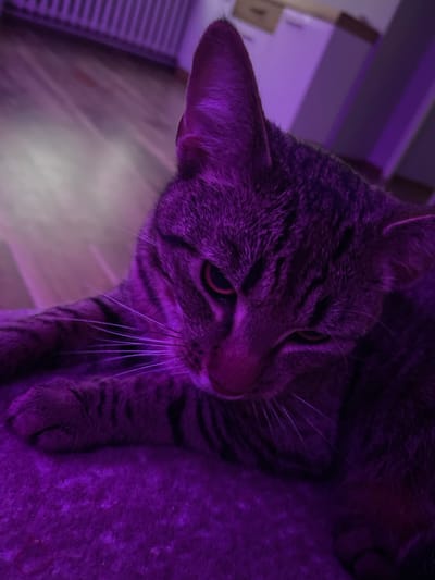 The image shows a close-up, low-angle view of a tabby cat, bathed in vibrant purple light. The cat is positioned in the foreground, with its head turned to the right, looking slightly downward. Its fur exhibits the characteristic tabby stripes, which are accentuated by the purple lighting. The cat's large, round pupils are visible, reflecting the light. Its whiskers are long and white, fanning out from its muzzle.
In the background, out of focus, there appears to be a shelf or furniture with some items on it, along with a vertical textured surface on the left side of the frame, possibly a window blind or a grille. The overall setting suggests an indoor environment, possibly a home. The purple light creates a dramatic and somewhat mysterious atmosphere. No specific activity or event is depicted; the cat appears to be resting or observing its surroundings. There is no visible text in the image. The location context of Gliwice, Poland does not provide specific visual cues within the image itself.