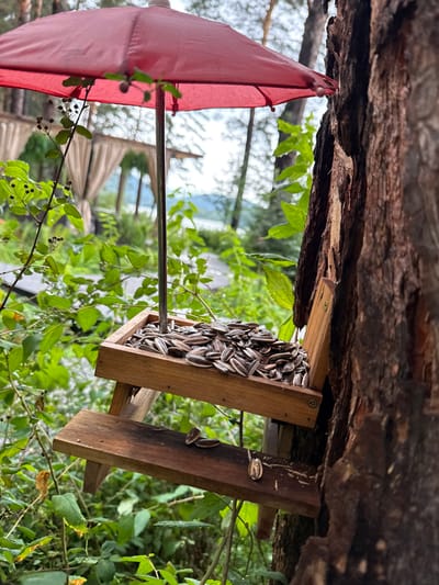 A bird feeder, filled with sunflower seeds, is attached to the side of a large tree. The feeder is made of wood and has a small perch. A red umbrella is positioned above the feeder, providing shelter. The surrounding environment is lush and green, with trees and foliage visible. In the background, there appears to be a body of water and a covered seating area. The scene is set in an outdoor location, possibly a park or a garden, in the city of Nizhnekayancha, Russia. There are no people visible in the image.