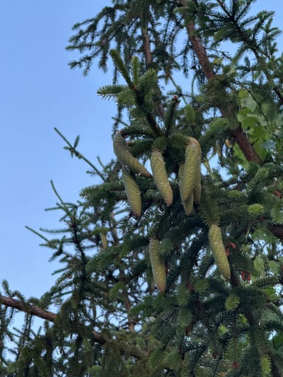 This is a close-up, eye-level, outdoor shot of a coniferous tree, likely a spruce, with numerous hanging green pinecones. The pinecones vary in size and shape, with some appearing elongated and others more rounded. The tree's needles are a deep green, and the branches are densely packed. The background is a clear, pale blue sky, indicating daytime. The location is identified as Lisnyky, Ukraine. There are no people or animals visible in the image.