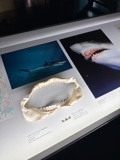 The image is a close-up photograph of a book page, likely in a museum or exhibit. The page features images and information about sharks. Prominently displayed is a real shark jaw bone lying on the page. Above the jaw, there is a photograph of a shark's head with its mouth open, showcasing its teeth. Below the jaw, another photograph shows a full-body shot of a shark swimming in the ocean. The accompanying text, written in German, provides the names of the shark species. A map, also visible on the page, might indicate the areas where these sharks are typically found. The text also states the name of the shark species (Geocerdo cuvier) and it mentions the Philippines. A small town map with the name "HSENHAUSEN" is also visible. Given the German text, "HSENHAUSEN" could be in Germany and given that the shark teeth are on display and a map of the region is included, it is likely that the town is located within driving distance to the city of Biberach an der Riß, Germany.