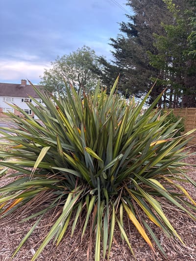 A large, bushy plant with long, spiky, variegated green and yellow leaves dominates the foreground of this image. The plant is situated on a bed of wood chips. In the background, a residential building with a brown roof and light grey siding is visible on the left. Behind the house, trees can be seen, including coniferous trees on the right. A wooden fence runs along the right edge of the image. The sky is overcast with scattered clouds. The scene is likely a residential garden or public space in Chelmsford, United Kingdom.