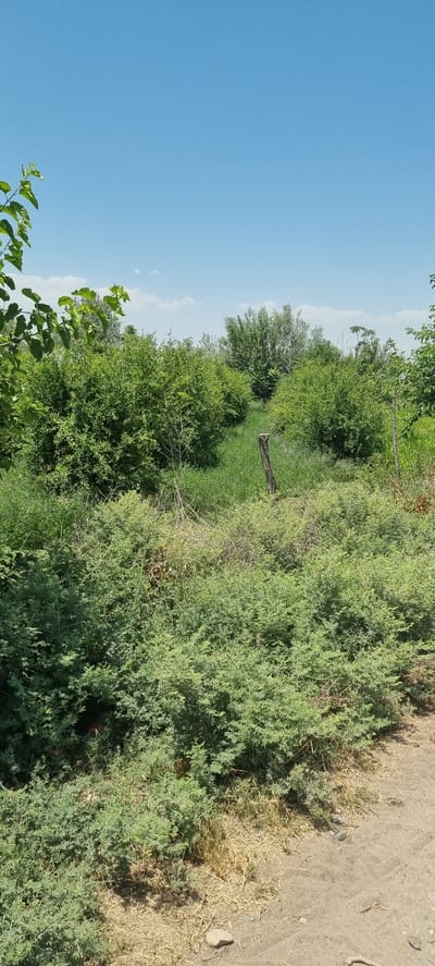 The image depicts an outdoor scene with lush green vegetation under a clear blue sky with a few wispy clouds. The foreground is dominated by dense, low-lying green bushes with dry, sparse grass and dirt path to the right. In the midground, a narrow pathway of green grass is visible, flanked by taller, bushier green plants. A single, weathered wooden post stands in the center of this grassy path, appearing to be a fence post or marker. The background is filled with a dense arrangement of various trees and shrubs, creating a natural, uncultivated landscape. The overall impression is one of a rural or semi-rural setting, possibly on the outskirts of a settlement. There are no people or animals visible in the image.