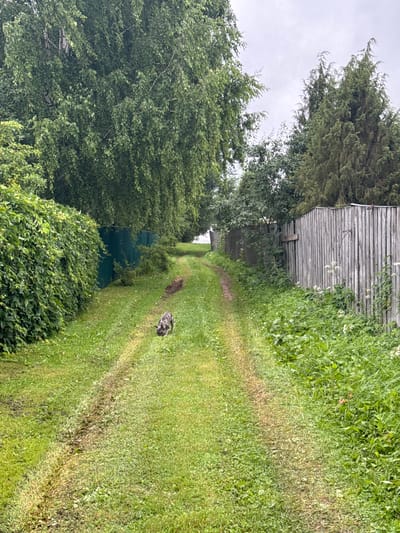 The image depicts a rural scene in Krasnoye, Russia, featuring a dirt path winding through lush green grass. Tall trees line both sides of the path, with a dense ivy-covered hedge on the left and a weathered wooden fence on the right. The sky is overcast, suggesting a cloudy day. In the middle of the path, a dog with a brindled coat is sniffing the ground. The overall impression is one of a quiet, natural setting within a village environment.
