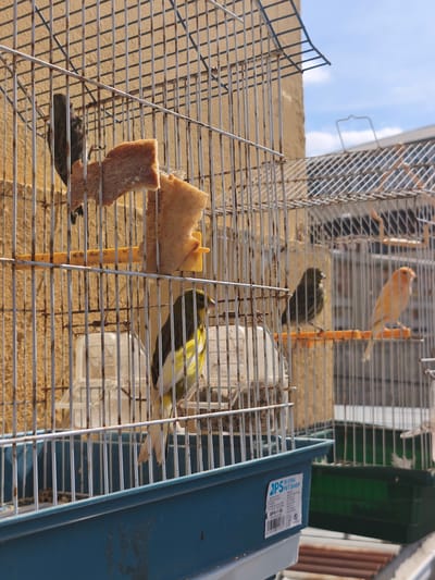 The image shows two birdcages outdoors. The closest cage contains two canaries. One canary is perched, displaying yellow and green plumage. A slice of bread is attached to the cage bars. In the background, another canary cage is visible, containing two canaries; one is orange and one is green. The birdcages rest on a tiled rooftop. "BUENA PET SHOP" is displayed on the blue cage. The location is Moaña, Spain, based on the cage identifier.