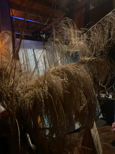 The photograph depicts a close-up view of tall, dried ornamental grasses or reeds, possibly miscanthus, with plumes of feathery seed heads dominating the foreground and middle ground. The overall color palette is muted, dominated by browns, tans, and creams of the dried vegetation. The background, partially obscured by the grasses, features glimpses of what appears to be a cluttered interior space, possibly a storage area or attic. Wood framing, insulation materials, and various objects are visible. The scene has a chaotic and somewhat neglected appearance. Considering the location specified, it is plausible this is a scene within a residential or commercial building in Baan Don Sai, Thailand, where similar materials might be used for decoration or construction. There are no people visible in this scene.