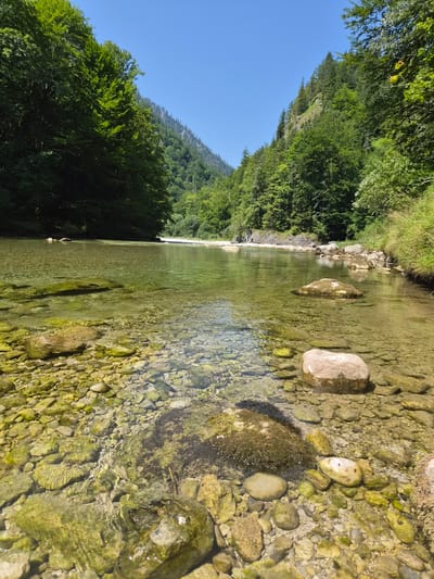 The image depicts a clear, shallow river flowing through a mountainous, forested area. The riverbed is visible, covered in smooth, rounded stones of various sizes, many of which are covered in green algae. Sunlight filters through the water, creating rippling patterns on the stones. The banks of the river are densely wooded with lush green trees that extend up the steep mountain slopes. The sky is a clear, bright blue. The scene appears to be in a natural, undeveloped location, likely within the Julian Alps region, and could be near Landl, Austria, given the description of similar river landscapes in that area. There are no people or animals visible in the image. The environment is serene and undisturbed.