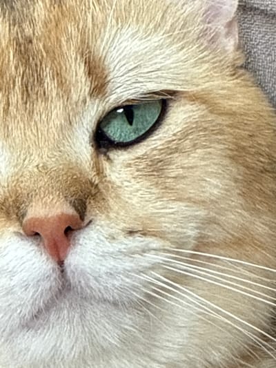 This is a close-up, high-angle, eye-level, medium shot of a cat's face. The cat appears to be sleeping or resting, with its eyes mostly closed and its head tilted. The image is dominated by the cat's fur, which is a mix of golden and white. The cat's left eye is visible, showing a striking green iris. The tip of its pink nose is also prominent. The lighting appears to be natural, possibly daylight, as there are no harsh shadows. The background is out of focus but appears to be a textured gray surface, possibly a blanket or towel, suggesting an indoor setting. The overall mood is peaceful and serene. There is no visible text in the image. The location context of Dagonovo, Bulgaria is not directly discernible from the visual information in the image itself.