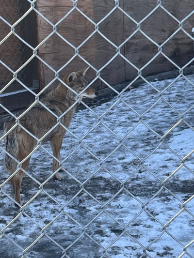 A coyote lies within a caged enclosure, its body angled horizontally. The animal is light brown, with a focused gaze upward. The cage consists of a wire mesh diamond pattern that partially obscures the coyote. Behind the cage, a dark, textured surface contrasts with a light, weathered wooden panel on the left. The animal’s pose and the cage suggest it is in a zoo or wildlife rehabilitation center.