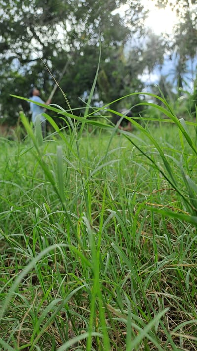 The image shows a low-angle view of tall green grass in an outdoor environment. In the background, two individuals are partially visible. One person, wearing a blue shirt, is holding a long pole, possibly engaged in an activity like fishing or pole vaulting. Another person, darker in appearance, is bending down, their actions unclear. The scene appears to be in Meunasah Meucap, Indonesia, suggested by the presence of lush vegetation and the lighting conditions consistent with a tropical or subtropical climate. The sunlight filters through the trees in the background, creating a bokeh effect. The overall impression is one of an open, natural space with human activity occurring in the distance.