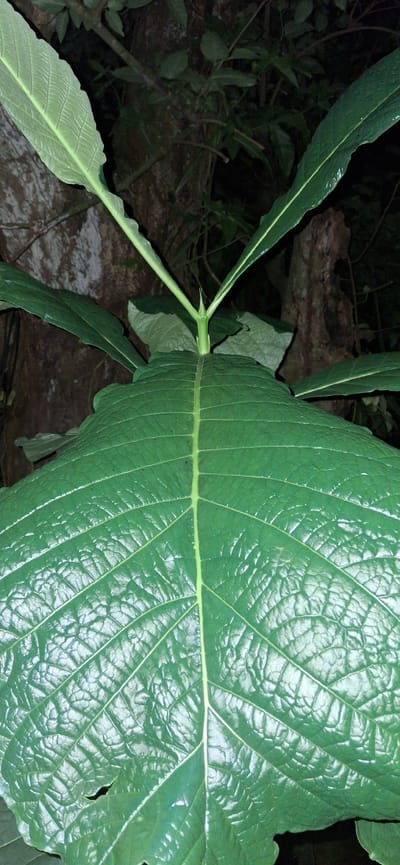 A close-up, vertical shot focuses on a large, vibrant green leaf with prominent veins and a textured surface. The leaf is glossy, reflecting some light, and appears to be healthy. Several other leaves and stems are visible in the background, along with tree trunks and foliage, suggesting an outdoor, natural environment. The lighting is dim, indicating it might be dusk, dawn, or a shaded area. The scene is devoid of any human presence or urban elements, implying it was taken in a natural setting rather than within the city of Vallecito, Venezuela.