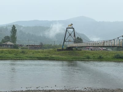 The image depicts a suspension bridge with a statue of a moose on top, spanning a river in Ust-Kabirza, Russia. The bridge is blue and yellow and appears to be a pedestrian bridge. On the far bank of the river, there are several buildings, including houses and what appears to be a small village. The landscape is characterized by lush green vegetation and rolling hills in the background, partially obscured by mist, suggesting a damp or overcast day. The river is wide and calm, with a pebble-strewn shoreline in the foreground. There are no people visible in the image.