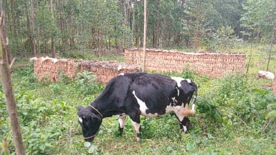 The image displays an outdoor rural scene located in Gesima ward, Kenya. A black and white Holstein-Friesian type cow, fitted with a light brown rope halter, occupies the midground, actively grazing with its head lowered into dense green vegetation. In the background, multiple linear stacks of sun-dried adobe bricks are neatly arranged. Behind these bricks, a dense plantation of tall, slender trees, likely eucalyptus, forms a wooded backdrop. To the far right, a light-colored animal, possibly a goat or sheep, is visible lying down amidst the foliage. The ground throughout the scene is covered with various green plants and grasses.