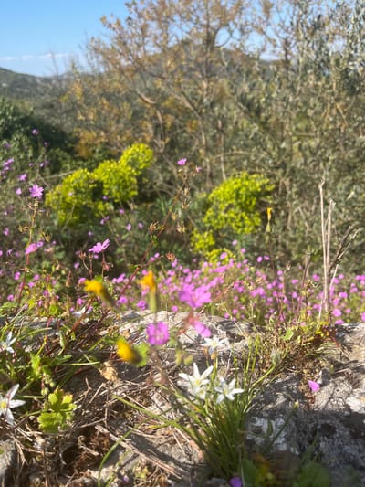 The image depicts a rocky surface covered with vegetation, including small purple and white flowers, likely located in or near Godinje, Montenegro. The flowers and other green plants are growing on the rocks. In the background, there is a blurry view of trees and foliage, suggesting an outdoor environment. The sky is visible in the upper left corner. The overall impression is a close-up view of plant life in a natural setting.
