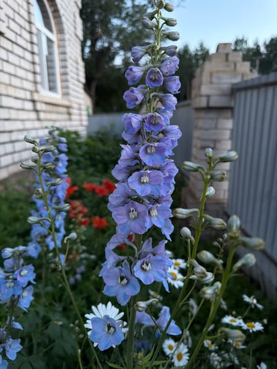 This is a medium close-up, eye-level, vertical, outdoor shot of blue delphinium flowers in bloom. The flowers are on tall stalks, with many individual blossoms clustered together. Some of the blossoms are fully open, while others are still in bud. The flowers are a vibrant shade of blue, with some hints of purple and white. In the background, there are other flowers, including white daisies and some red flowers, as well as green foliage. There is also a glimpse of a building with a tiled roof and a window, and a section of a roof or awning with a grey, textured surface. The sky is visible in the upper portion of the image and appears overcast or hazy. The lighting suggests it might be a cloudy day or early morning/late evening. The focus is primarily on the delphinium flowers, with the background slightly blurred. There is no text visible in the image. The setting appears to be a garden or yard.
