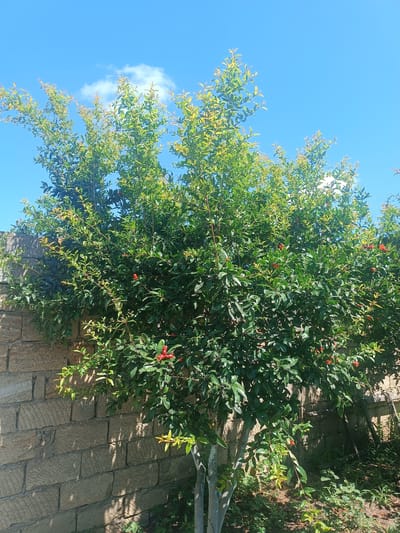 A mature pomegranate tree with vibrant green leaves and bright red blossoms is growing next to a textured, light brown stone wall. The tree is lush and full, with branches reaching upwards towards a clear, bright blue sky dotted with a few small, white clouds. The stone wall appears to be constructed from large, roughly cut blocks, casting dappled shadows from the tree's foliage onto its surface. The ground beneath the tree is covered with smaller plants and some fallen leaves, suggesting an outdoor, natural setting. There are no people or animals visible in the image. The scene depicts a sunny day in what appears to be a garden or courtyard.
