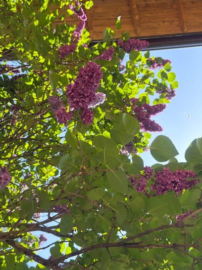 The image depicts a lilac bush in full bloom with purple flowers and green leaves against a blue sky. Part of a wooden structure is visible in the upper left corner of the image. The location is Novogortsi, Bulgaria.