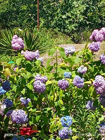 A close-up, high-angle outdoor shot captures a cluster of blooming hydrangeas in various shades of purple and blue, interspersed with vibrant green foliage. The hydrangeas are the primary focus, with their large, spherical flower heads dominating the frame. In the background, a dense green hedge forms a lush backdrop, and a chain-link fence is partially visible. To the left, a spiky, light-green plant adds textural contrast. A single, bright red flower with pointed petals emerges from the lower center of the frame, providing a striking accent. The ground is a mix of gravel and dirt. The image is illuminated by bright sunlight, casting dappled shadows on the flowers and leaves. The text "REDMI A3" appears in the bottom left corner, and the date and time "23.06.2026 13:54" are present in the bottom right corner. The overall scene suggests a garden setting in Pshap, Abkhazia.