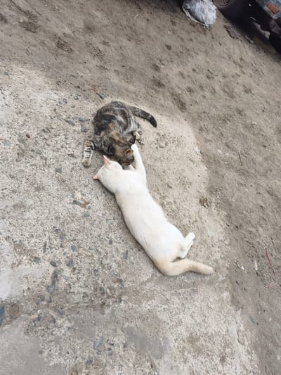 Two cats are on the ground. One cat is predominantly white. The other cat is tabby. The ground is rough, gray, and looks like concrete or packed dirt. The location is outdoors. A vehicle is partially visible in the top right of the image. The image was taken in daylight. It is potentially located in the city of Chimbote, Peru. The cats appear to be interacting, possibly playing.