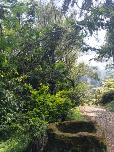 A stone trough covered in moss sits in the foreground, nestled amongst lush green foliage. Beyond it, a cobbled path winds into the distance, flanked by trees and ferns. The scene evokes a sense of tranquility and suggests a garden or park setting. Hints of sunlight filter through the canopy, creating a dappled effect on the path.