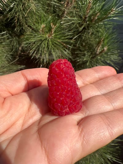 This media file shows a close-up of a person's hand holding a single, ripe raspberry. The raspberry is a vibrant red, with distinct drupelets, and tiny white hairs are visible. The hand is light-skinned, with visible palm lines and finger creases.
The background is dominated by the green, needle-like foliage of a pine tree. Some of the pine needles appear slightly wet or dewy. The lighting suggests it is daytime, possibly with bright sunlight creating shadows on the hand. The overall scene is natural and appears to be outdoors. There is no visible text in the image. The context of Fontanka, Ukraine, is provided externally and does not appear to be discernible from the visual information in the image itself. The image evokes a sense of freshness and natural abundance, possibly suggesting the harvesting of fruit.