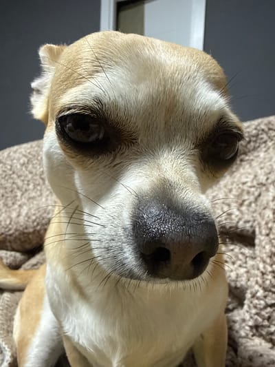 The image presents a close-up, head-on view of a small, short-haired dog, likely a Chihuahua, situated indoors. The dog features prominent dark eyes, a dark, textured nose, and numerous black whiskers extending from its muzzle and above its eyes. Its fur is primarily tan on the top of the head and around the eyes, transitioning to white on the cheeks and chest. A small, furry ear is visible on the left side of its head. The background consists of a dark grey surface to the left and a light brown, textured fabric, possibly a blanket or carpet, to the right and below the dog. A subtle glimpse of a white vertical structure, potentially a door or window frame, is visible in the upper background. The dog is still, looking directly forward.
