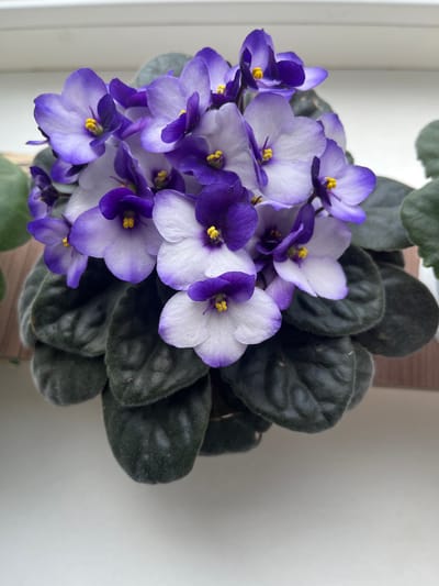 The image displays a top-down view of a blooming African violet plant. The plant features numerous flowers with white petals edged in a vibrant purple, and some flowers are entirely purple. Each flower has a yellow center with visible stamen. Dark green, velvety leaves form a dense backdrop for the blossoms. The plant is in a pot, though the pot itself is not fully visible. The lighting suggests it's daytime, with soft light illuminating the plant. The background is a plain, light-colored wall, possibly indicating an indoor setting such as a windowsill. There are no people visible, and no text is present in the image. The scene is static, focusing solely on the plant's natural beauty. The overall impression is one of delicate floral beauty and domestic tranquility.