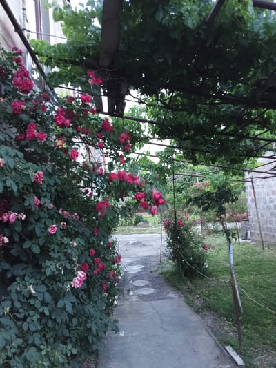 This media file captures a lush garden scene, likely in Ashtarak, Armenia, with a focus on blooming rose bushes and overhead vine-covered trellises. The foreground features a pathway of flat, irregular stone pavers leading into the garden. To the left, a dense rose bush overflows with vibrant pink and deep red blossoms, interspersed with dark green foliage. Some of the roses appear wilted, suggesting a natural progression of bloom.

The pathway is bordered on the left by the rose bush and on the right by a strip of green grass and more rose bushes. In the background, a weathered stone wall and what appears to be a building are visible, partially obscured by greenery. Overhead, a network of metal poles and wires supports thick green vines, creating a shaded canopy that dapples the scene with light and shadow. The overall impression is one of a charming, somewhat overgrown garden, likely experienced during the daytime, given the natural light. The setting hints at a peaceful, residential or private garden space. No people are visible in the image. There is no visible text.