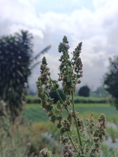 The image displays a close-up, upward-angled view of a flowering plant located in Nam Sa Lat, Myanmar. The primary subject is a multi-stemmed plant in sharp focus, densely covered with numerous small, light pink to whitish flowers and green developing seed pods or buds. Its central stems are green. The background is heavily blurred, featuring a large, dark green, out-of-focus tree, possibly a palm, on the left. A diffused green expanse, indicative of fields or natural vegetation, stretches across the mid-ground. Another indistinct dark green tree or shrub is visible on the right side of the blurred background. The upper portion of the frame is occupied by a light gray and white overcast sky, suggesting diffused lighting. No individuals or animals are present in the scene.