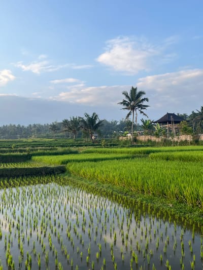 This is a photograph of a terraced rice paddy field with lush green rice stalks. In the foreground, the water in the paddy reflects the sky and the young rice shoots, which are planted in neat rows. The middle ground shows more mature rice plants, and further back, a dense line of palm trees forms the horizon. To the right of the frame, a traditional Balinese-style structure with a dark, multi-tiered roof is visible, supported by wooden pillars and surrounded by a bamboo fence. A ladder leans against the structure. The sky above is a clear blue with scattered white clouds, suggesting it is daytime, possibly early morning or late afternoon given the soft lighting. The location is specified as Lendangnangka Utara, Indonesia. There are no people visible in the image.