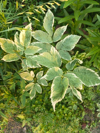 In Kalachevo, Russia, this close-up, top-down shot captures a cluster of variegated plants with serrated leaves edged in cream. The foreground features the prominent leaves of a plant, possibly Aegopodium podagraria 'Variegatum', with a variegated pattern of green and white. The background is filled with various green foliage, including taller, smooth-leaved plants and smaller, clover-like ground cover, creating a dense, naturalistic garden scene. The lighting suggests it's either early morning or late afternoon, with a warm glow illuminating the leaves. The ground is partially visible, appearing as dark soil with scattered dried leaves and thin blades of grass.