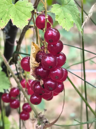 A cluster of red currants hangs from a plant. The currants are a deep red color and are round with a small dark mark at the blossom end. The plant has green leaves, some of which appear to be slightly damaged, and thin brown stems. In the background, there is a blurred green and brown environment, suggesting an outdoor setting. The image appears to be a close-up shot focusing on the fruit.