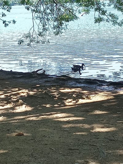 This image depicts a natural outdoor scene by the water's edge, specifically at the Estany de Banyoles in Banyoles, Spain. The foreground is a sandy bank with dappled sunlight filtering through tree branches overhead, casting shadows on the ground. Small debris, such as twigs and a leaf, are scattered across the sand. The middle ground shows the bank meeting the water, with some submerged branches or roots visible along the shoreline. In the water, two ducks are swimming near the edge. The background is dominated by the calm, rippled surface of the lake, reflecting the sky and some greenery from trees lining the opposite bank. The overall impression is a peaceful, natural environment.