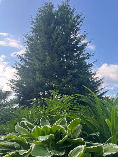 The image depicts a lush garden scene with a large evergreen tree dominating the background under a bright blue sky with scattered white clouds. In the foreground, various green plants, including hostas with variegated white and green leaves and tall, slender green foliage, fill the frame. A dark, slatted structure, possibly a fence or trellis, is visible behind the plants on the left. The photo appears to have been taken outdoors in a residential or park setting, given the presence of garden plants and the tree. The location is specified as Angarskie Khutora, Russia. There are no people or animals visible in the image.
