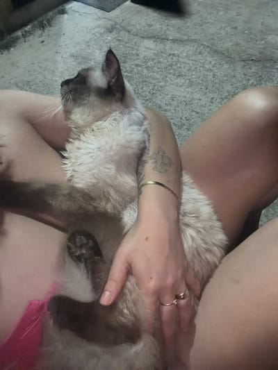 A person's legs and arms cradle a light brown and cream Siamese cat. The cat is lying on its side, with its head resting on the person's arm. Its ears are dark brown, and its eyes are closed. The person's hand is resting on the cat's back, and a gold bracelet is visible on their wrist. Two rings are also visible on the person's finger. The background appears to be a textured gray surface, possibly concrete. The lighting suggests it could be daytime, indoors or outdoors, but the overall tone is somewhat muted. The scene evokes a sense of calm and affection between the person and the cat.