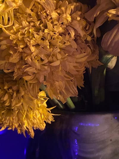 Close-up shot of golden yellow chrysanthemum flowers in a vase with a blue tint, likely taken indoors. No people are visible. The exact location in Baan Kai, Thailand, cannot be determined from the visual information provided.